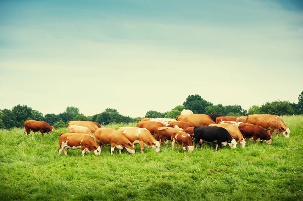 Vacas pastando em um lindo pasto verde — Fotografia de Stock