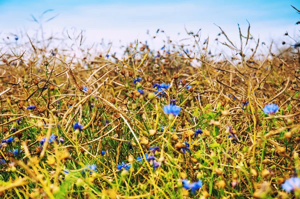 Blaue Kornblumen in einem Rapsfeld — Stockfoto