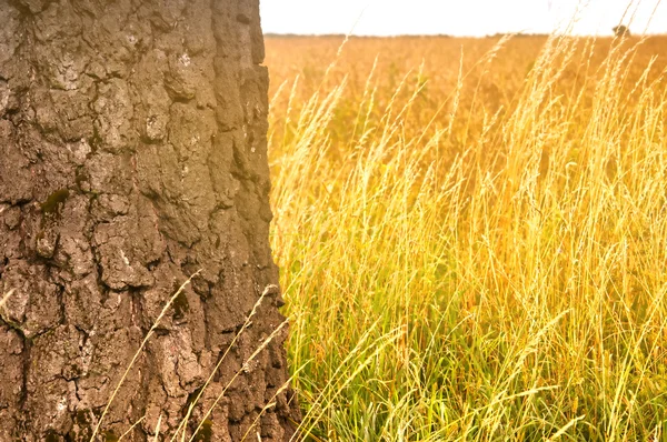 Arbre tronc gros plan — Photo