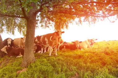 İnekler güzel yeşil bir çayırda otluyor.