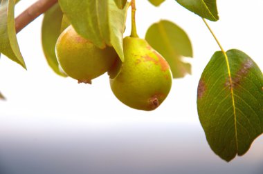 ile yeşil armut dalda yapraklar