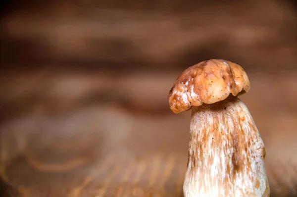 Mushroom boletus på träbord — Stockfoto