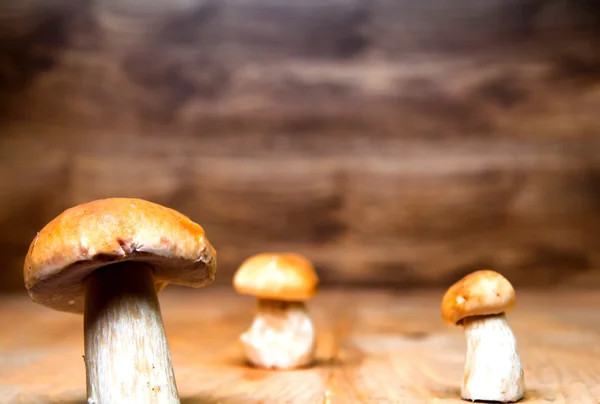 Svamp boletus på träbord — Stockfoto