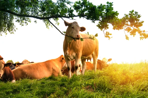 Vacas pastando em um lindo pasto verde — Fotografia de Stock