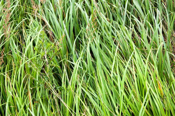 Yeşil çim çim arka planda — Stok fotoğraf