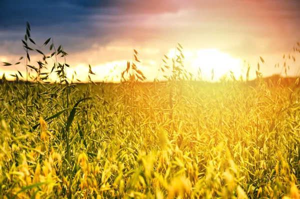 Atardecer dramático sobre los campos — Foto de Stock