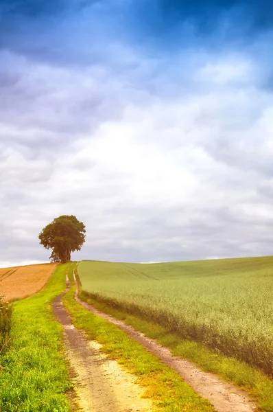 Céu dramático sobre o campo dourado e árvore solitária — Fotografia de Stock