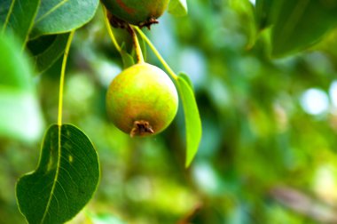 ile yeşil armut dalda yapraklar