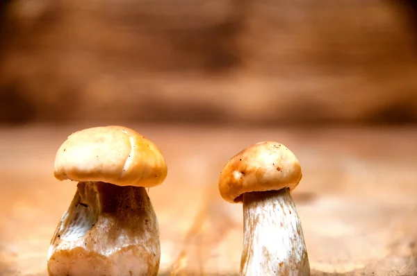 Svamp boletus på träbord — Stockfoto