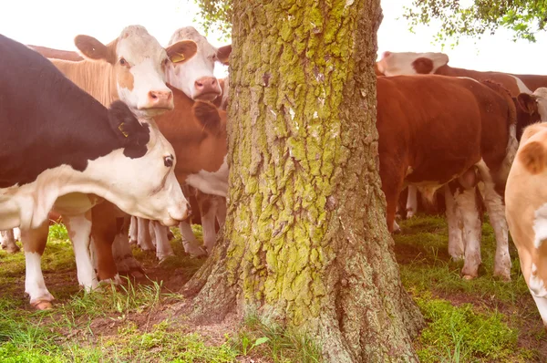 Cows grazing on a lovely green pasture — Stock Photo, Image