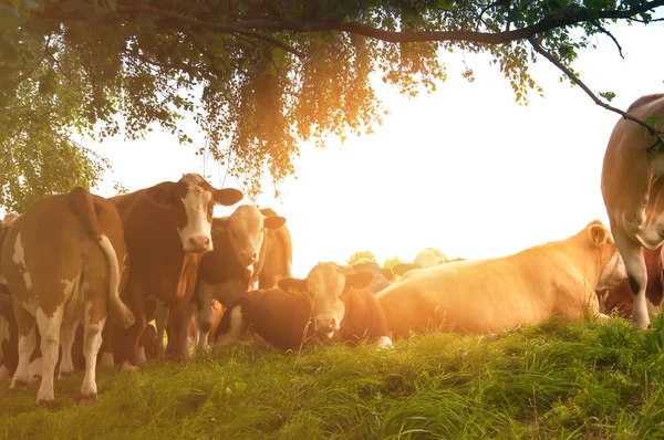 Cows grazing on a lovely green pasture — Stock Photo, Image