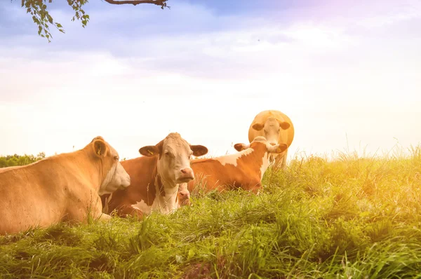 Vacas pastando em um lindo pasto verde — Fotografia de Stock