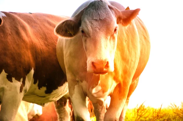 Vacas pastando em um lindo pasto verde — Fotografia de Stock