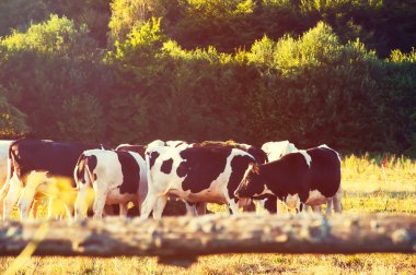 İnekler güzel yeşil bir çayırda otluyor.
