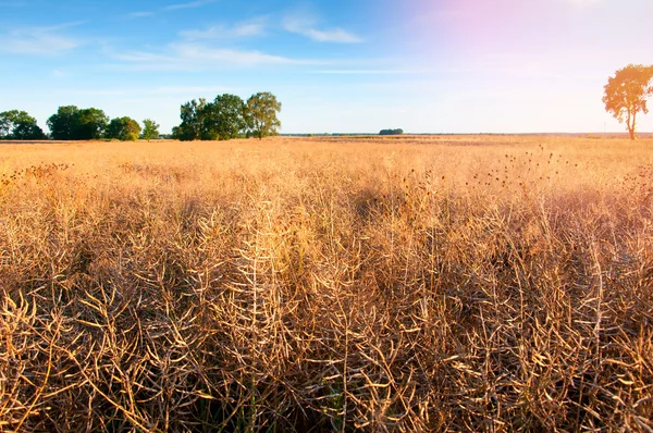 Campo de estupro quase pronto para colheita — Fotografia de Stock