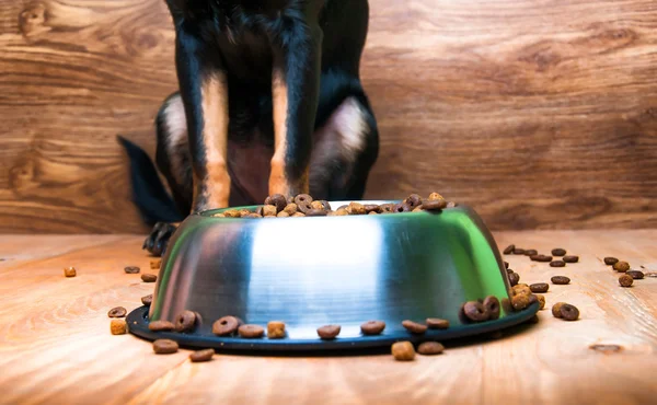 El perro va a comer comida de un tazón. Imagen De Stock