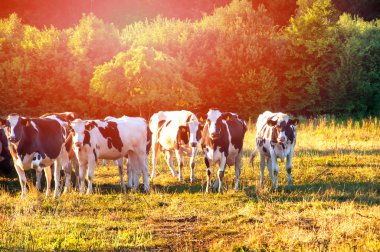 İnekler güzel yeşil bir çayırda otluyor.