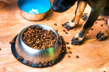Köpek bir kaseden yemek yemeye gidiyor