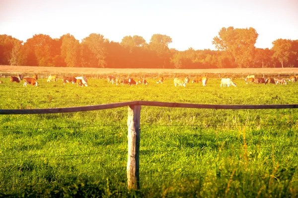 Tehenek legelnek egy szép zöld legelőn. — Stock Fotó