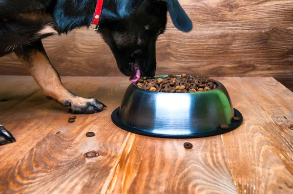 Собака їсть їжу з миски — стокове фото