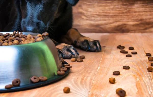 Köpek bir kaseden yemek yemeye gidiyor