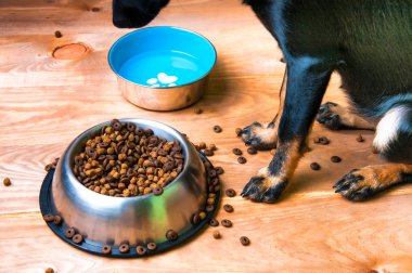 Evcil hayvan köpek silüeti ve yiyecek dolu kase