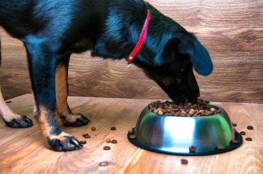 Köpek bir kaseden yemek yiyor