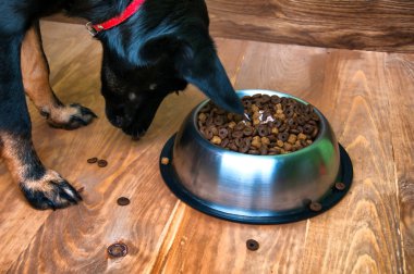 Köpek bir kaseden yemek yemeye gidiyor