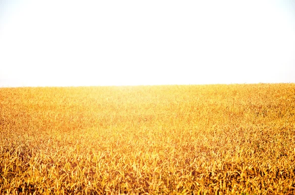 Orelhas de trigo maduro dourado — Fotografia de Stock