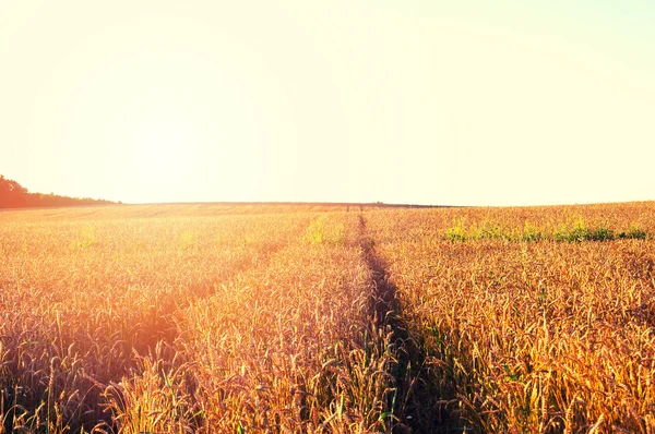 黄金の熟した小麦の穂 — ストック写真