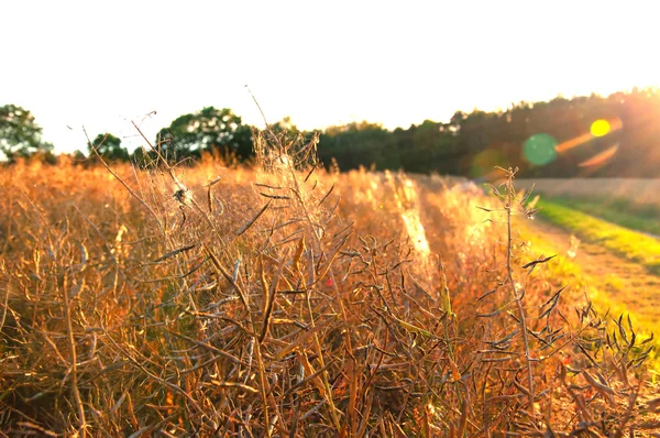 Campo de estupro quase pronto para a colheita — Fotografia de Stock