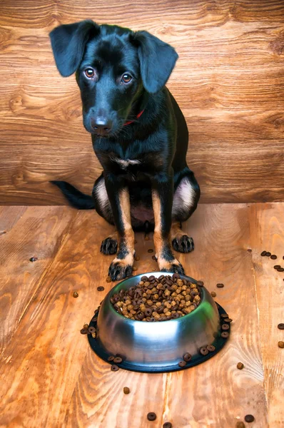 Köpek bir kaseden yemek yemeye gidiyor