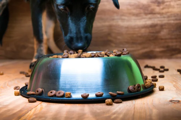 Köpek bir kaseden yemek yiyor