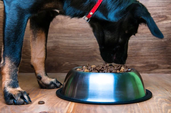 Köpek bir kaseden yemek yiyor