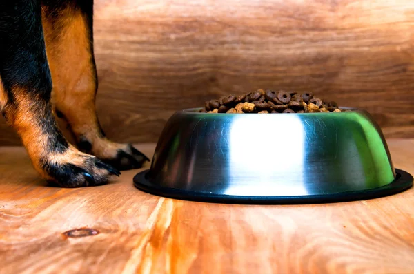 Чаша с пищей и собачьей лапой — стоковое фото