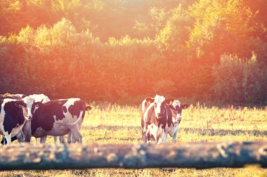 İnekler güzel yeşil bir çayırda otluyor.