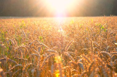 Altın olgun buğday kulaklar