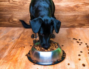 Köpek bir kaseden yemek yemeye gidiyor
