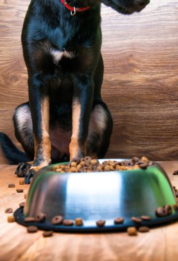 Köpek bir kaseden yemek yemeye gidiyor