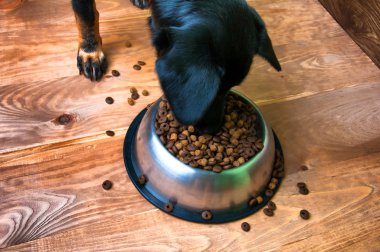 Köpek bir kaseden yemek yiyor