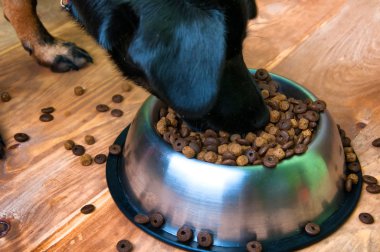 Köpek bir kaseden yemek yiyor