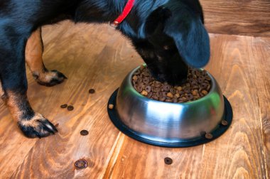 Köpek bir kaseden yemek yiyor