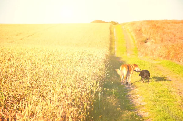 Honden op zanderige landweg door de velden — Stockfoto