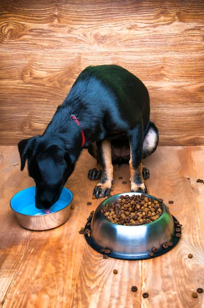 Köpek içecekler su kase