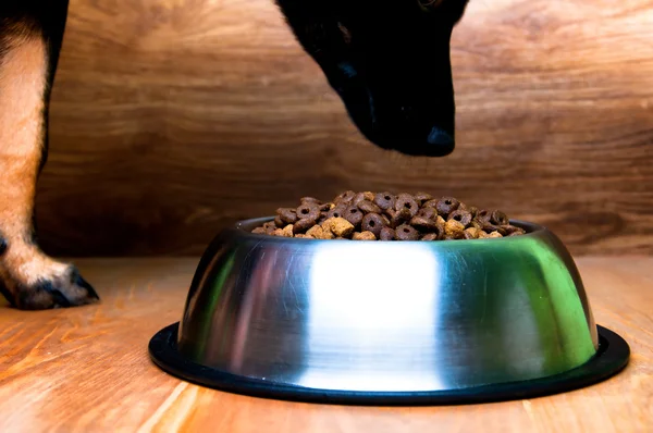 Собака будет есть еду из миски — стоковое фото