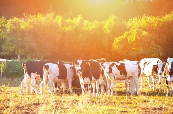 Vacas pastando em um lindo pasto verde — Fotografia de Stock