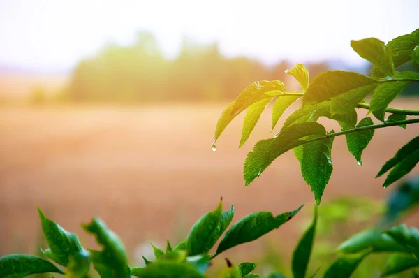 Yeşil yapraklara yağmur damlaları