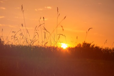 Günbatımı üzerinde kuru ot
