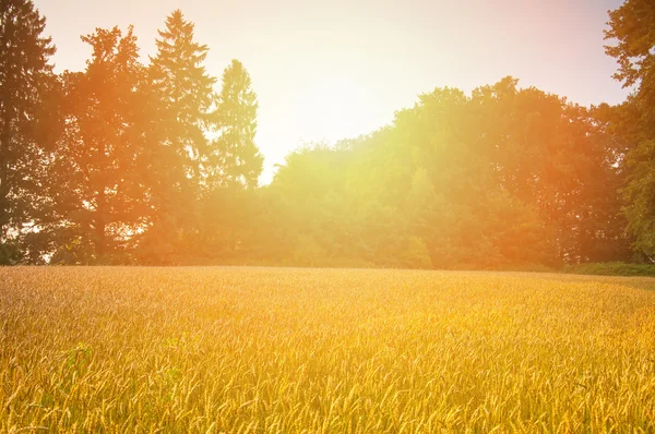 Golden ripe wheat ears — Stock Photo, Image