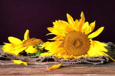 Ahşap arka planda güzel ayçiçekleri